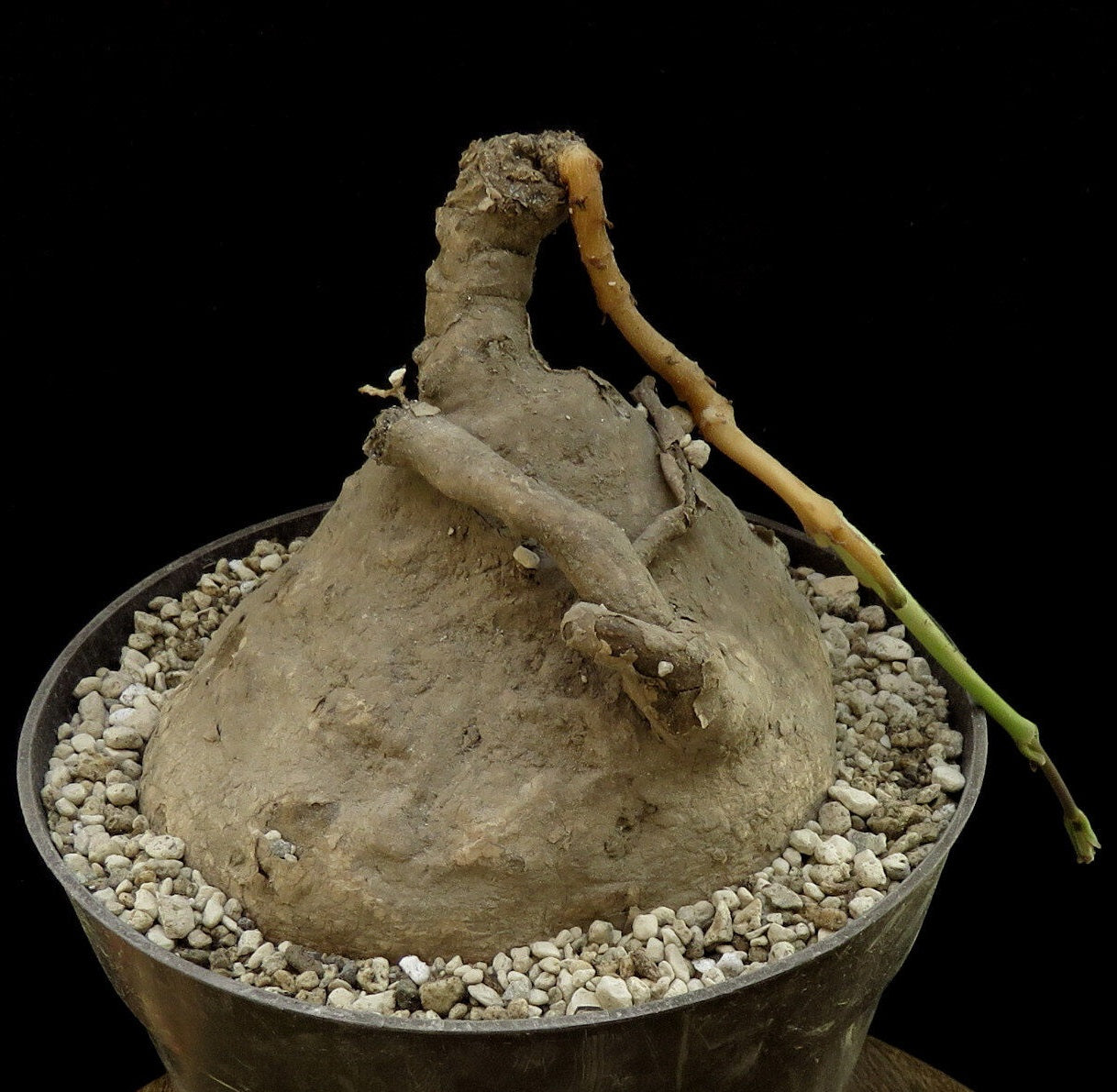 Raphionacme madiensis 5 Pieces Seeds