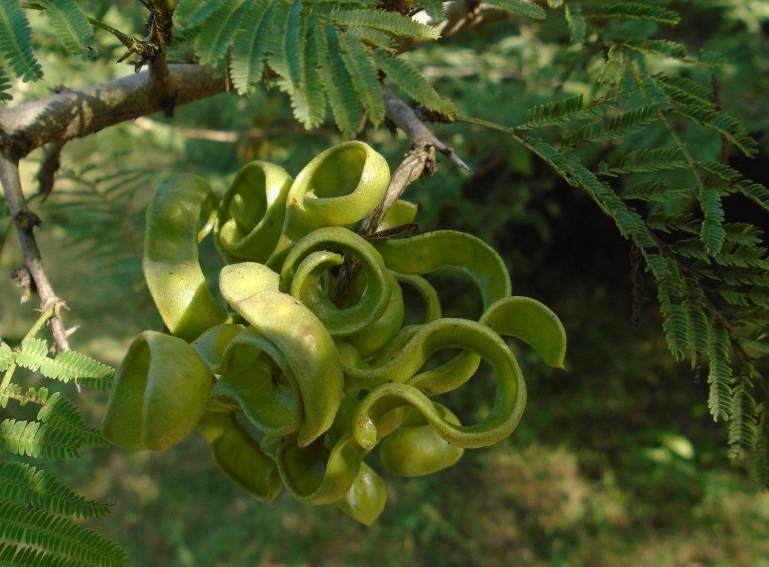 Dichrostachys dehiscens 10 Pieces Seeds