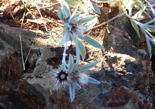 Dicoma cana 5 Pieces Seeds