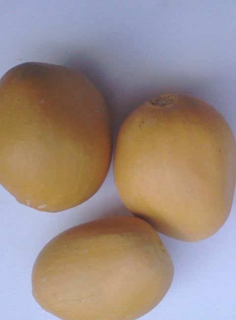 Dioon spinulosum 2 Pieces Seeds