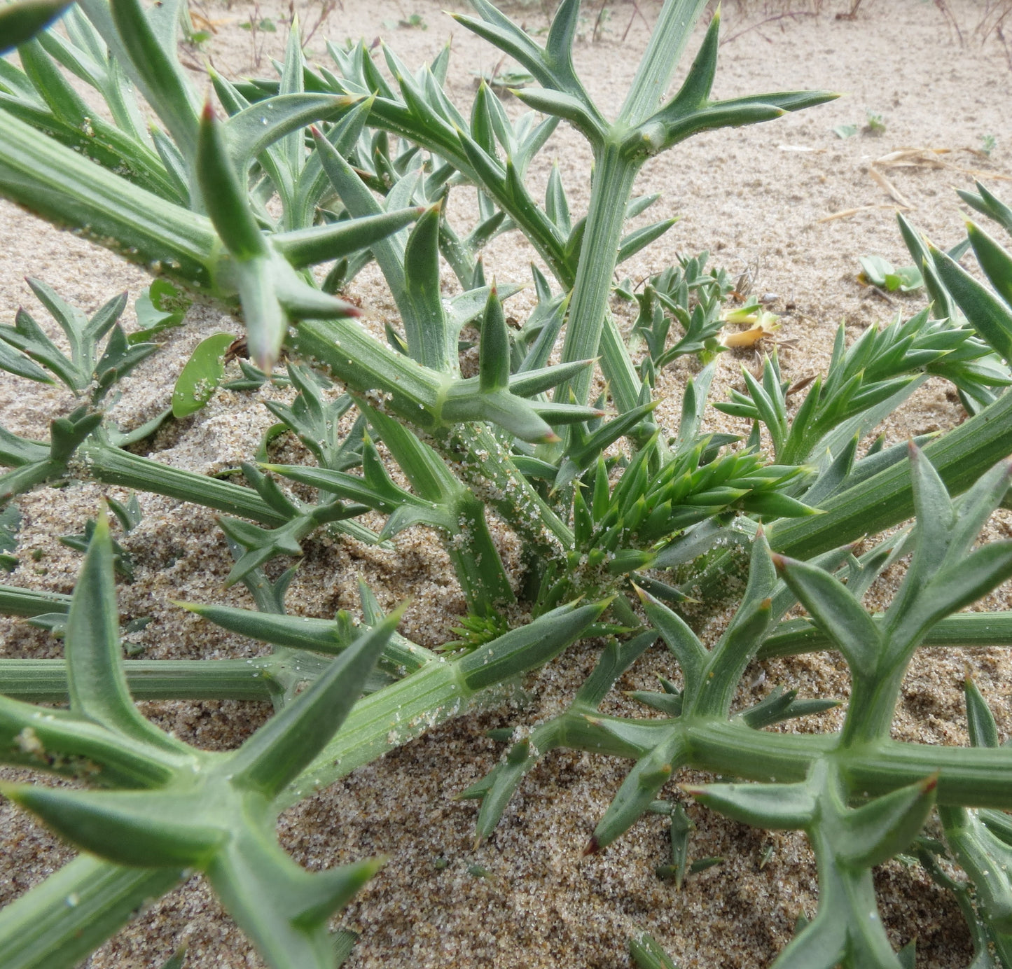 Nirarathamnos Socotrana 5 Pieces Seeds