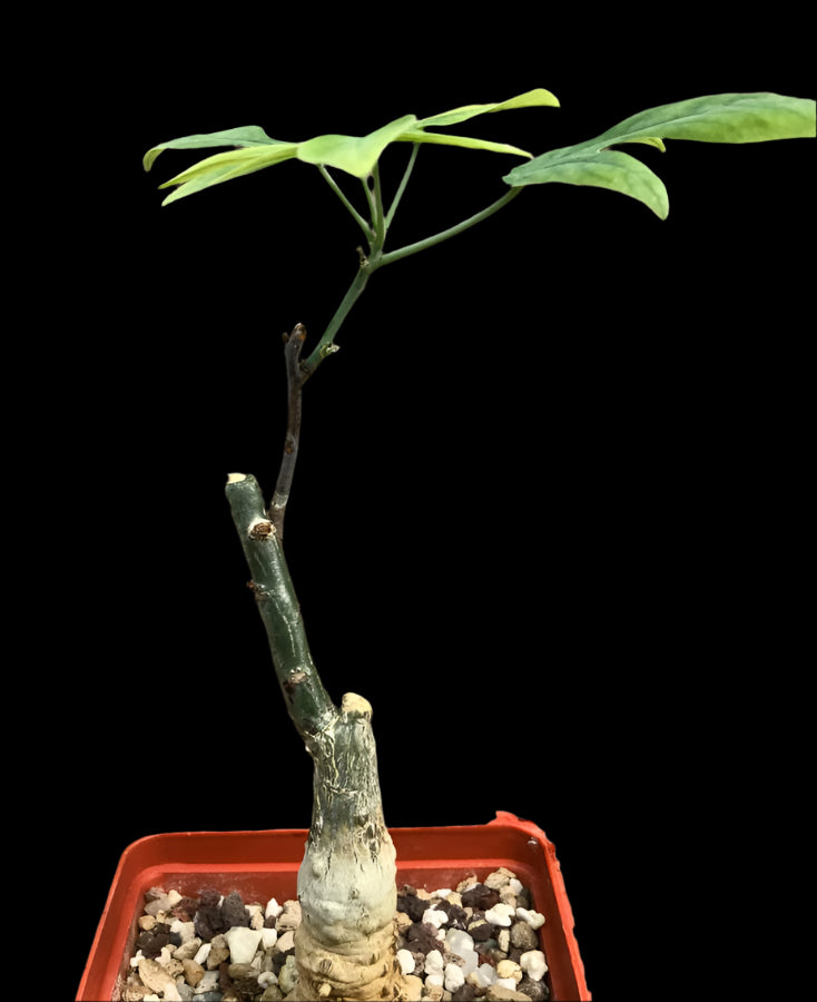 Adenia Ecirrosa 4 Pieces Seeds