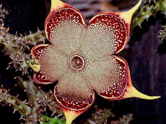 Edithcolea grandis 8 Pieces Seeds