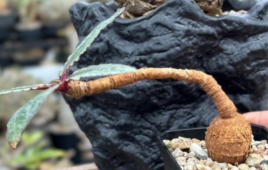 Euphorbia Cremersii 6 Pieces Seeds