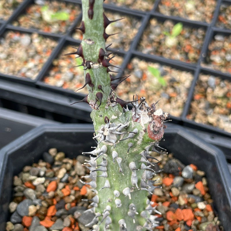 Adenia aculeata PLANT