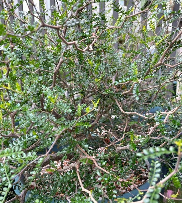 Operculicarya pachypus 10 Pieces Seeds