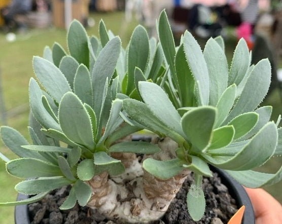 OTHONNA RETRORSA PLANT