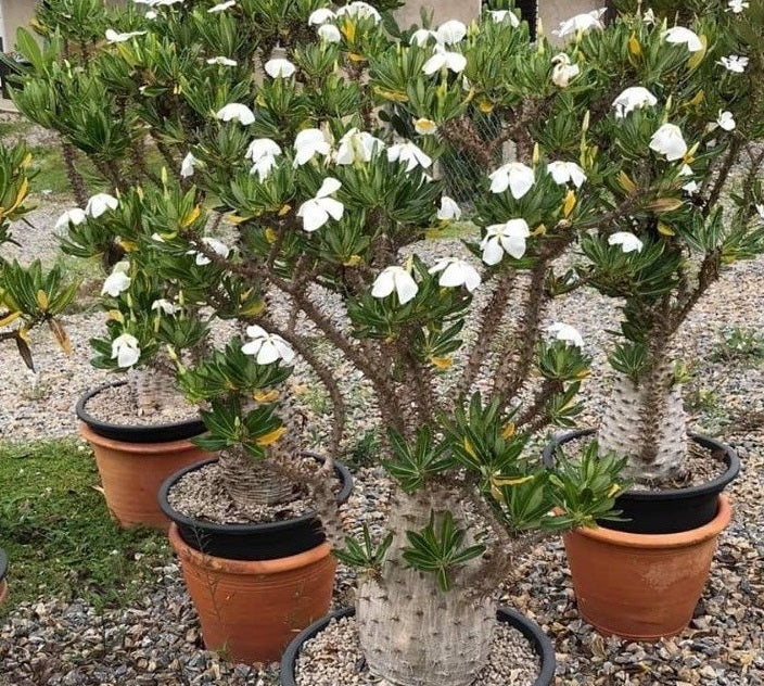 Pachypodium ambongense 10 Pieces Seeds