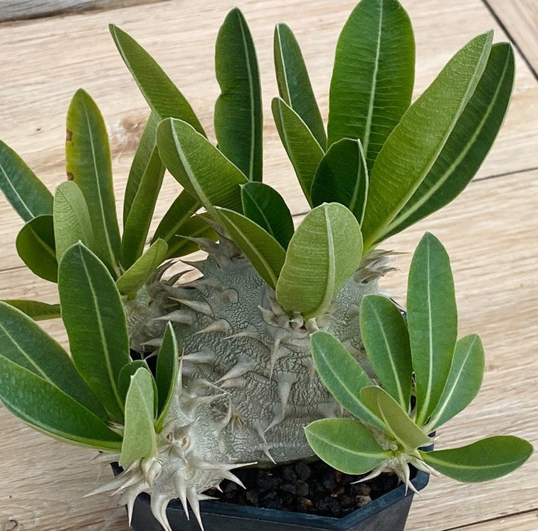 Pachypodium eburneum 10 Pieces Seeds