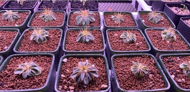 Pachypodium namaquanum PLANT