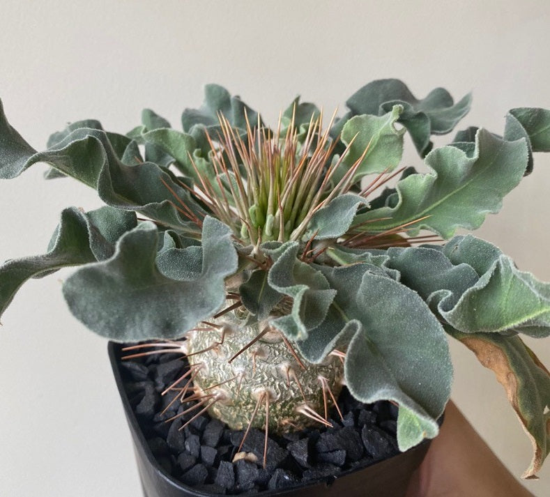 Pachypodium namaquanum 10 Pieces Seeds