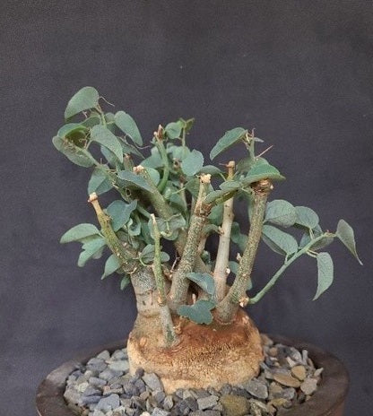 ADENIA SPINOSA PLANT