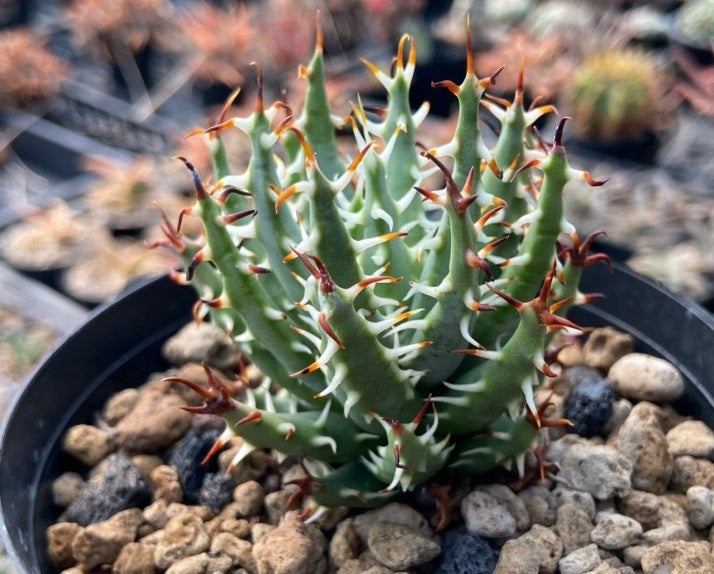 ALOE ERINACEA PLANT