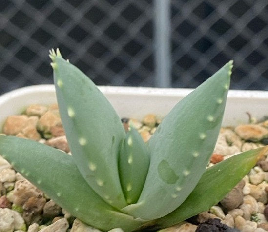 Aloidendron pillansii PLANT