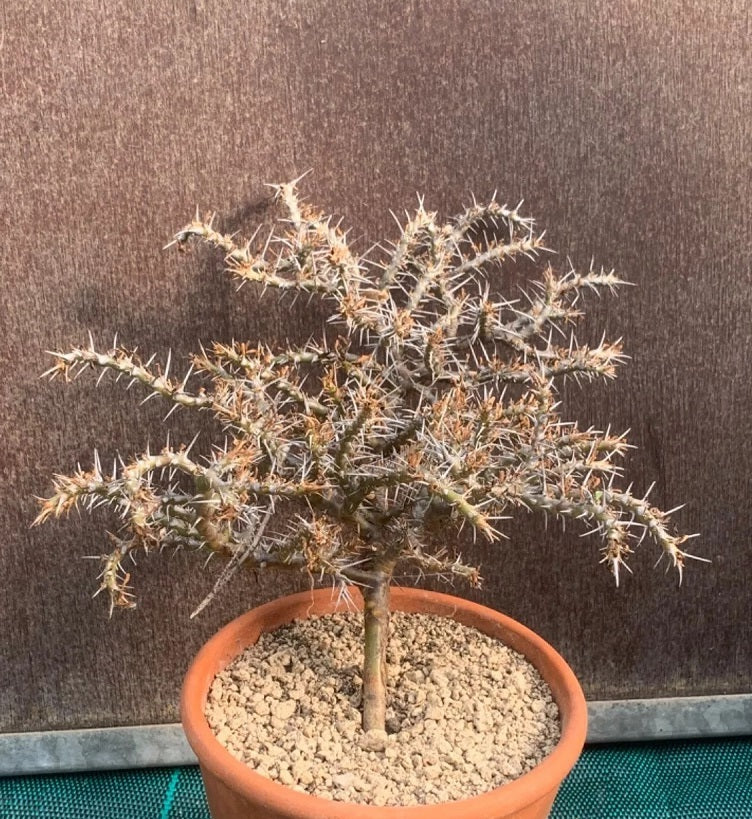 SARCOCAULON CAMDEBOENSE PLANT