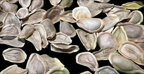 Fockea Multiflora 5 Pieces Seeds