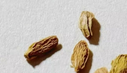 Raphionacme Globosa 5 Pieces Seeds