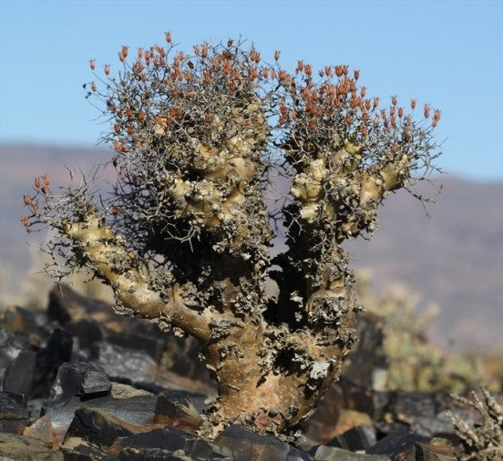 Gymnocarpos kuriensis 10 Pieces Seeds