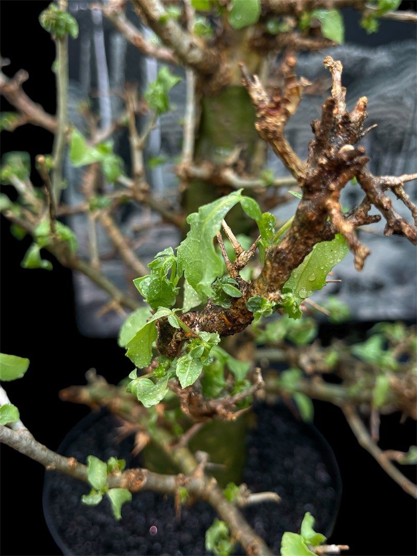 Commiphora habessinica 3 Pieces Seeds