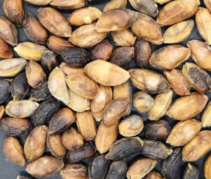 Cyphostemma Humile 5 Pieces Seeds