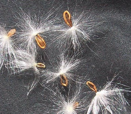 Echidnopsis Montana 7 Pieces Seeds