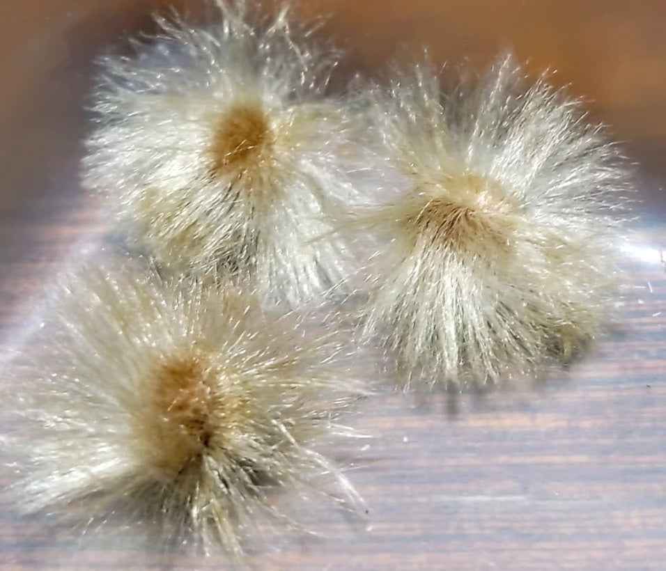 Ipomoea Bolusiana 3 Pieces Seeds