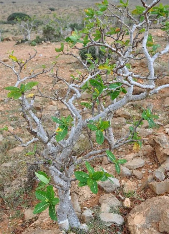 Jatropha unicostata 5 Pieces Seeds