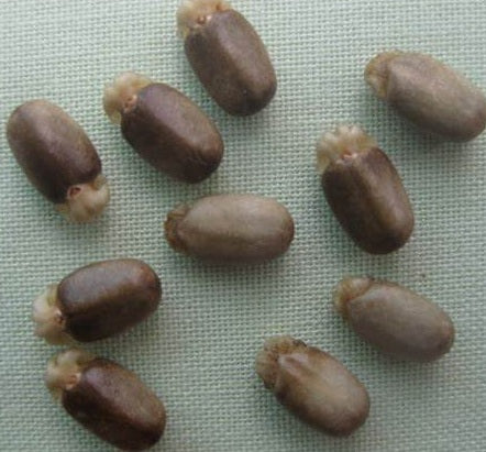 Jatropha pelargoniifolia var. sublobata 3 Pieces Seeds