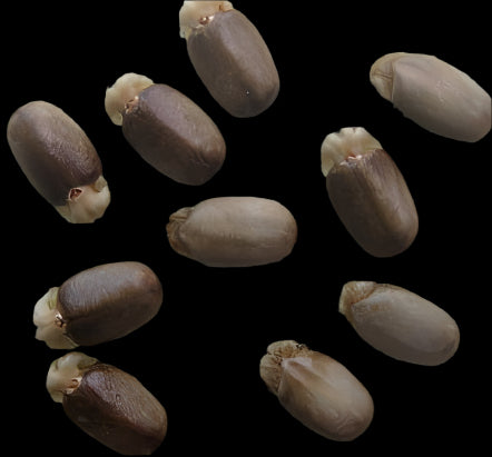 Jatropha Variifolia 5 Pieces Seeds