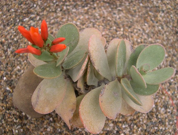 Kalanchoe farinacea 12 Pieces Seeds