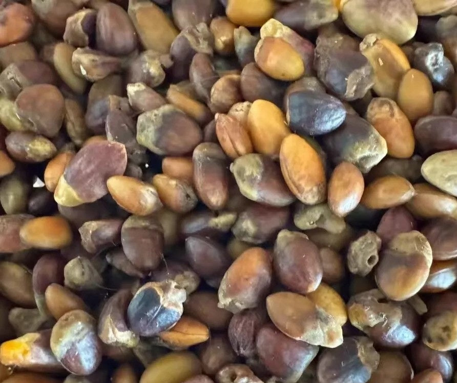 Commiphora kataf 5 Pieces Seeds