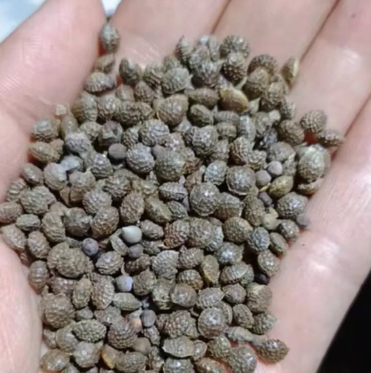 Adenia kirkii 10 Pieces Seeds