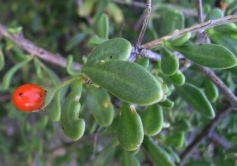 Lycium socotranum 10 Pieces Seeds