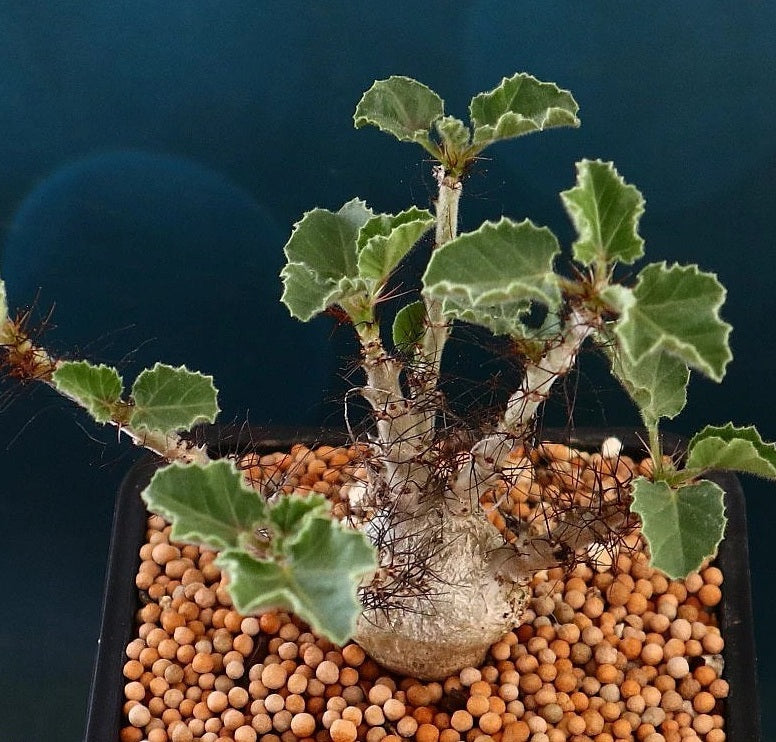 Jatropha marginata 5 Pieces Seeds