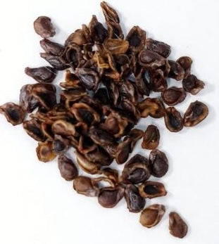 Pseudolithos maccoyi 10 Pieces Seeds