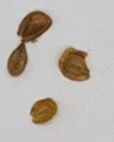 Orbea ubomboensis 5 Pieces Seeds