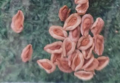 Stapelia Flavopurpurea Amarela 6 Pieces Seeds
