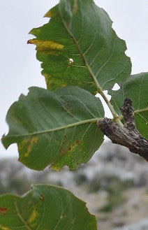 Commiphora ornifolia 10 Pieces Seeds