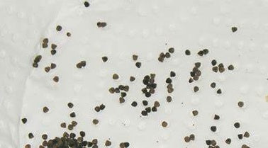 Ortegocactus macdougalli 10 Pieces Seeds