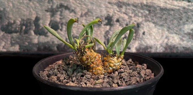 Othonna lepidocaulis 7 Pieces Seeds