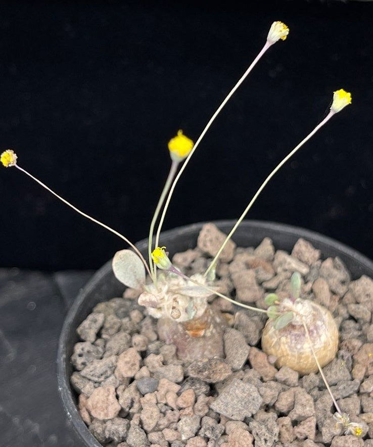 Othonna sp. nova 7 Pieces Seeds