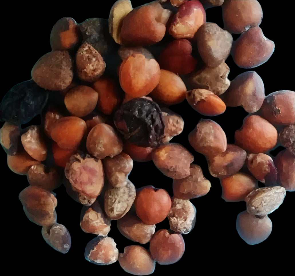 Commiphora pseudopaolii 4 Pieces Seeds