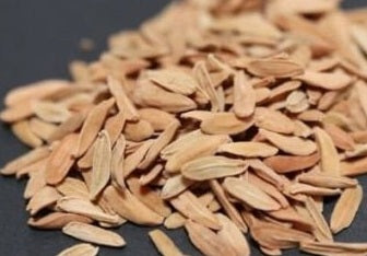 Pachypodium Inopinatum 6 Pieces Seeds