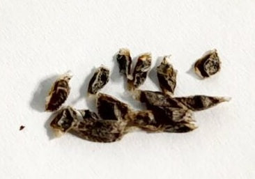 Aloe acutissima 10 Pieces Seeds
