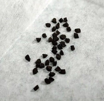 Bulbine bruynsii 5 Pieces Seeds