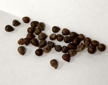 Euphorbia flanaganii 10 Pieces Seeds