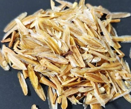 Fouquieria columnaris 6 Pieces Seeds