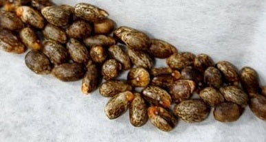 Jatropha marginata 5 Pieces Seeds