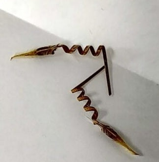 Monsonia peniculina 4 Pieces Seeds