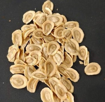 Monolluma pauciflora 7 Pieces Seeds